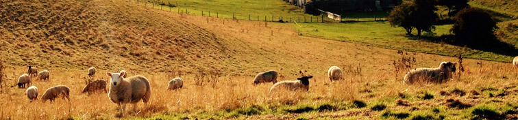The British countryside with sheeps