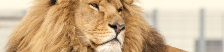 Lion at Yorkshire Wildlife Park, England