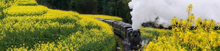 Steam train going through yellow flowers